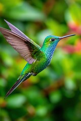 Fototapeta premium Vibrant hummingbird in mid-flight surrounded by lush greenery and colorful blooms