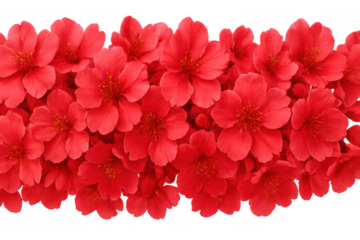 Red cherry blossoms forming a decorative floral border on top and bottom, blooming in springtime with a transparent background