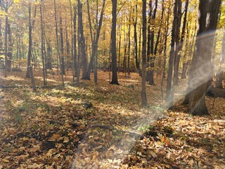 Fototapeta premium Autumn forest with warm sunlight streaming through colorful maple trees.
