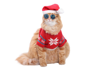 PNG studio portrait of a ginger cat wearing a Santa hat and knitted Christmas sweater on white background, adorable festive pet concept for holiday marketing, social media, greeting cards, and winter 
