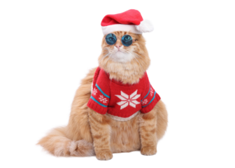 PNG studio portrait of a ginger cat wearing a Santa hat and knitted Christmas sweater on white background, adorable festive pet concept for holiday marketing, social media, greeting cards, and winter 