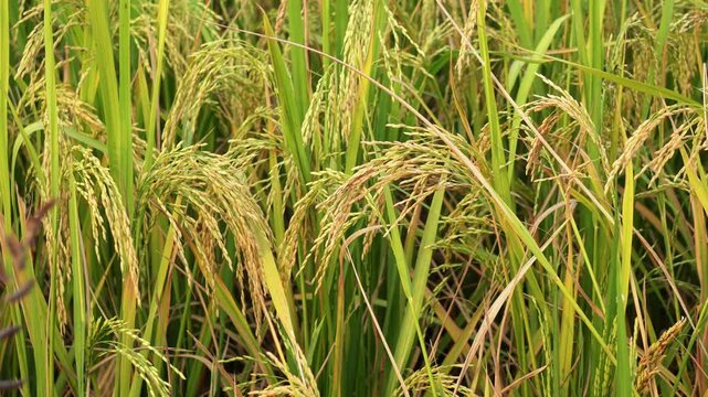 rice field in india. Rice fields in autumn, golden rice just before harvest.