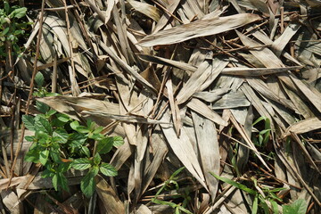 piles of dry bamboo leaves spread across the pale brown surface of the ground creating a natural texture that is random and dense. Several small stems and plants to appear between the dry leaves
