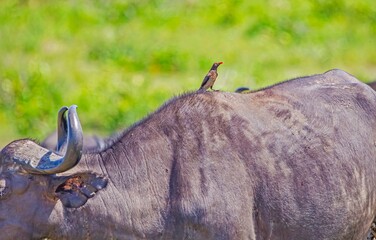The red-billed oxpecker (Buphagus erythrorhynchus) moves in close proximity to mammals, feeding on parasites on African buffalo, giraffe, zebra and many other mammals.