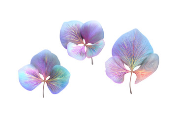 Fototapeta premium Three vibrant pressed pansy flowers with iridescent petals in shades of purple blue and pink.