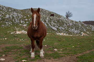 horse in the mountains