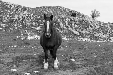 wild horse in the mountains