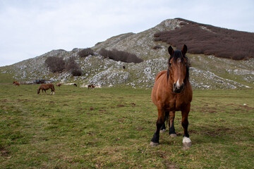horses in the mountains
