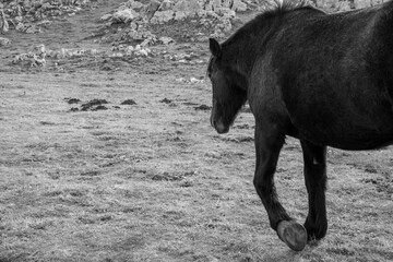 black and white horse
