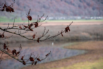 branches of a tree in winter