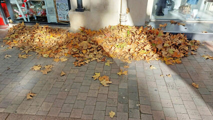 Les feuilles de platanes aux couleurs d'automne s'accumulent dans les rues.
