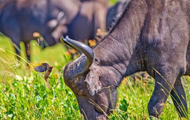 The red-billed starling (Buphagus erythrorhynchus) moves in close proximity to mammals because it feeds on parasites of many other mammals, such as the African buffalo.