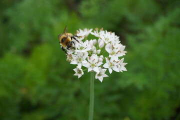 Bee on white garlic flower in summer
