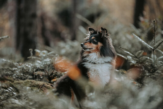 Un chien de race Berger des Shetland dans une for&ecirc;t