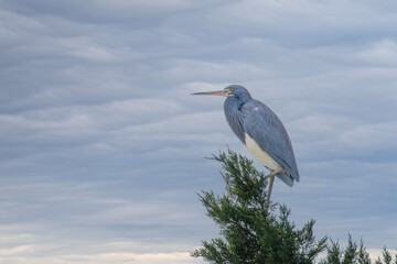 Tricolored Heron Rests ataop a Cedar Tree