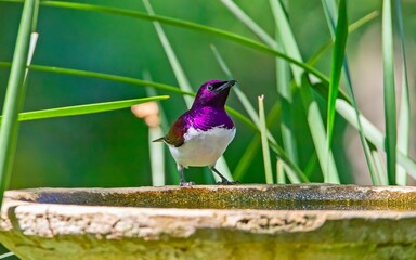 Violet-backed starling (Cinnyricinclus leucogaster) is a relatively small type of starling in the...