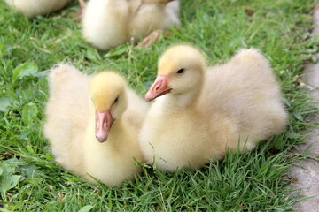 Little goslings are sitting on the green grass.	