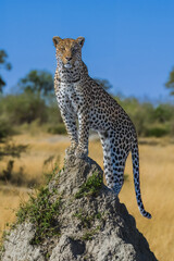 Best Africa wildlife. Panthera leopard, Panthera pardus, levhart, predator native Africa, Botswana. Wildlife, typical environment of leopard subspecies. On the rock. National park Moremi, Okavango,
