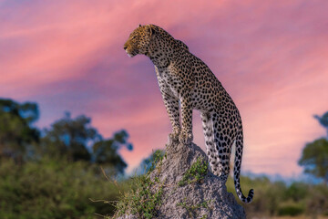 Best Africa wildlife. Panthera leopard, Panthera pardus, levhart, predator native Africa, Botswana....