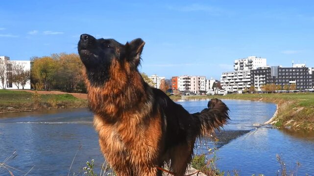 German Shepherd Dog Standing by the Riverside on a Sunny Day