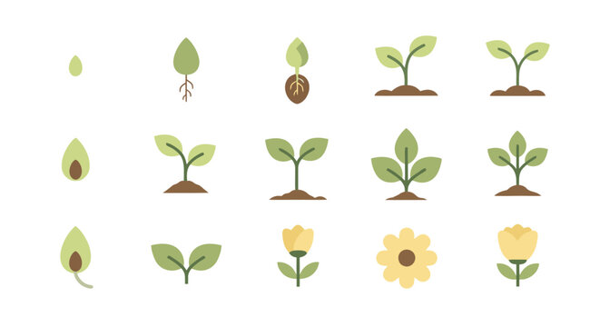 Plant growth stages from seed to flower illustration set.
