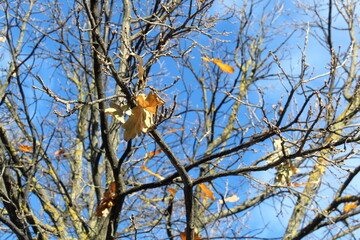 Against the sky are tree branches with remaining yellow leaves.