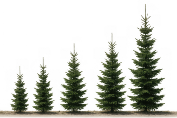 Evergreen fir trees progress in size, showing growth and development, isolated on a transparent background