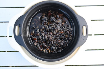 十三湖で採れたシジミ（青森県）