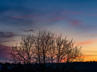 Obraz premium Kahler Baum im Feld