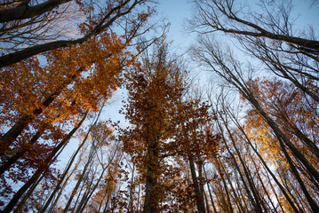 Autumn forest canopy with bright blue sky
Wide upward view of tall autumn trees forming a colorful canopy beneath a clear blue sky.
