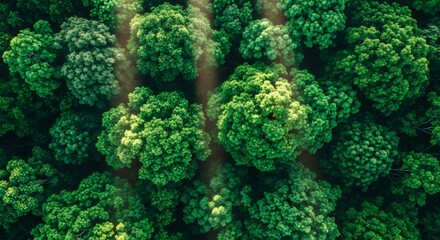 Top aerial view of a vibrant green forest canopy with bright sunlight. Lush trees and natural woodland for environmental conservation. Color of 2026.