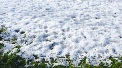 Snow-covered field with patches of green grass in the winter