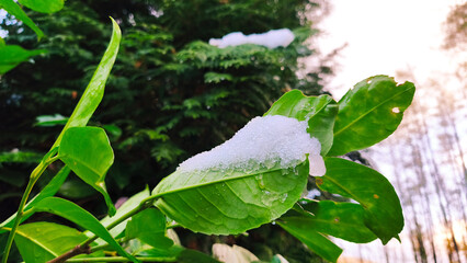 Fresh snow rests on vibrant green leaves, creating a beautiful contrast against the backdrop of a winter forest