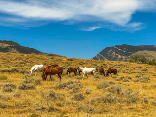 Many horses in a group gaze on the hillside in the fall. Mountains and blue sky with clouds are in the  scenic background.