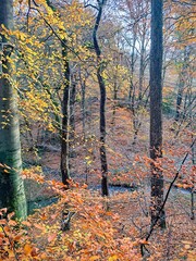 Autumn forest in North Rhine-Westphalia, Germany. Dense forest vegetation with trees covered in autumn leaves of yellow and orange colors. With a stream in the valley..