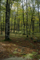 Beech trees and beech forest in autumn backlit