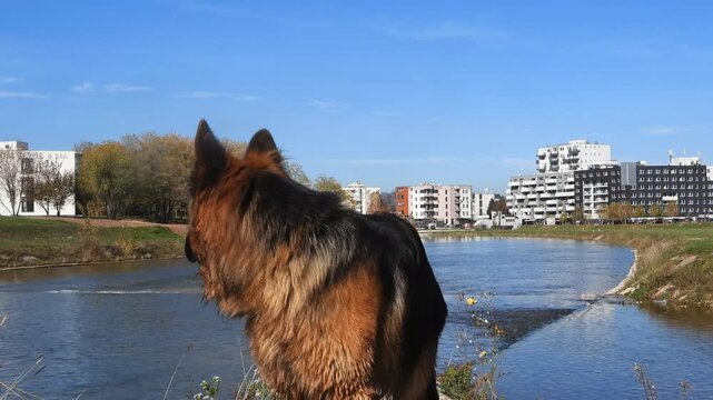German Shepherd Barking by the Riverside on a Sunny Day