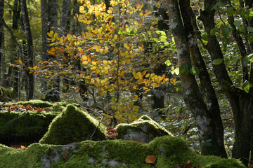 Beech trees and beech forest in autumn backlit