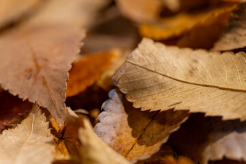 秋色に染まる落ち葉のマクロテクスチャ