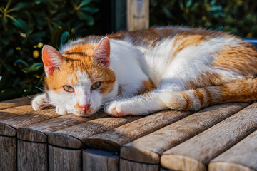 Close-up of ginger-and-white cat looking at camera