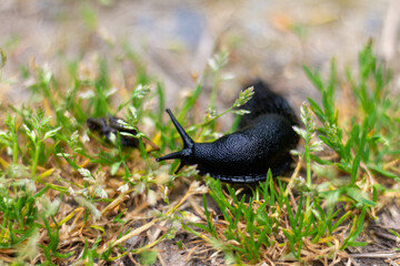 Close-Up of a Black Slug Moving Through Green Grass in Nature (Real Image, No AI).