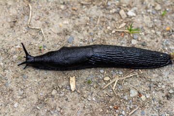 Real Black Slug Crawling on Grass in Natural Outdoor Environment.