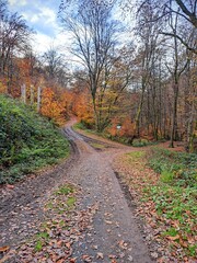 Dirt road in autumn forest surrounded by trees with fallen leaves of brown and orange colors. Late autumn forest landscape..