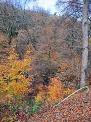 autumn in the forest