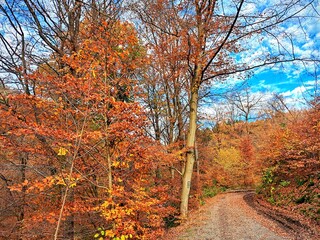 Autumn forest with bright orange and red leaves. A winding dirt road leads deep into the forest. Through the branches of the trees, a blue sky with white clouds is visible. Autumn forest landscape..