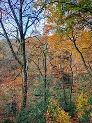 autumn in the forest. Natural landscape of an autumn forest with bright leaves on trees in yellow, orange, brown and green colors. .