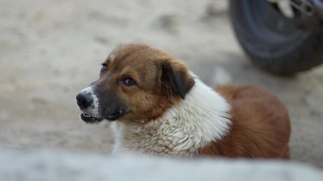 orange dog 4k 10 bit unedited clip