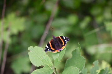 A beautiful red admiral butterfly perched on a green leaf, showcasing its striking orange, black, and white wing patterns against a blurred natural background