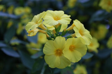 Oxalis jaune en pleine floraison
