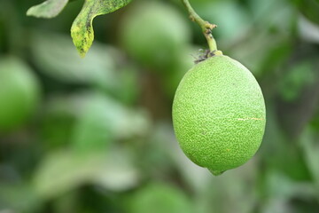 白根グレープガーデンの果樹園に実るレモン（新潟県新潟市）